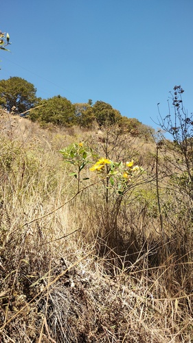 Mentzelia arborescens, photograph 4