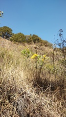 Mentzelia arborescens, photograph (c) Carlos Domínguez-Rodríguez, some rights reserved (CC BY)