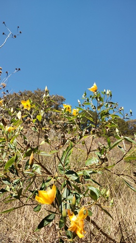 Mentzelia arborescens, photograph 2