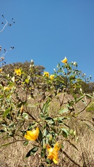Mentzelia arborescens, photograph (c) Carlos Domínguez-Rodríguez, some rights reserved (CC BY)