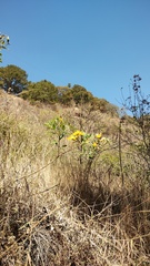 Mentzelia arborescens, photograph (c) Carlos Domínguez-Rodríguez, some rights reserved (CC BY)