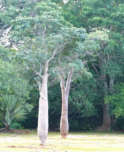 Foto de Flamboyant-mirim