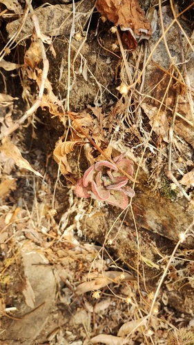 Echeveria carminea