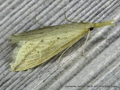 Donacaula