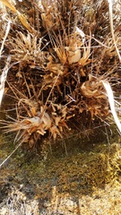 Pitcairnia heterophylla, photograph (c) Carlos Domínguez-Rodríguez, some rights reserved (CC BY)