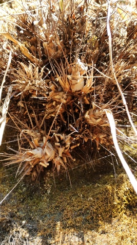 Pitcairnia heterophylla, photograph 4