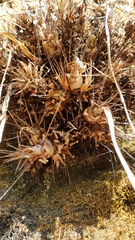 Pitcairnia heterophylla, photograph (c) Carlos Domínguez-Rodríguez, some rights reserved (CC BY)
