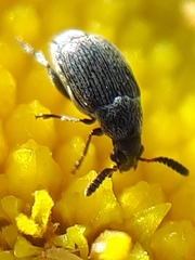 Acanthoscelides