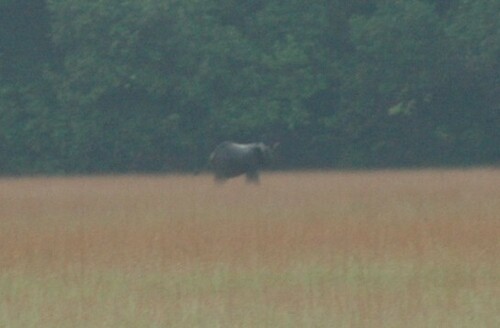 Forest Elephant