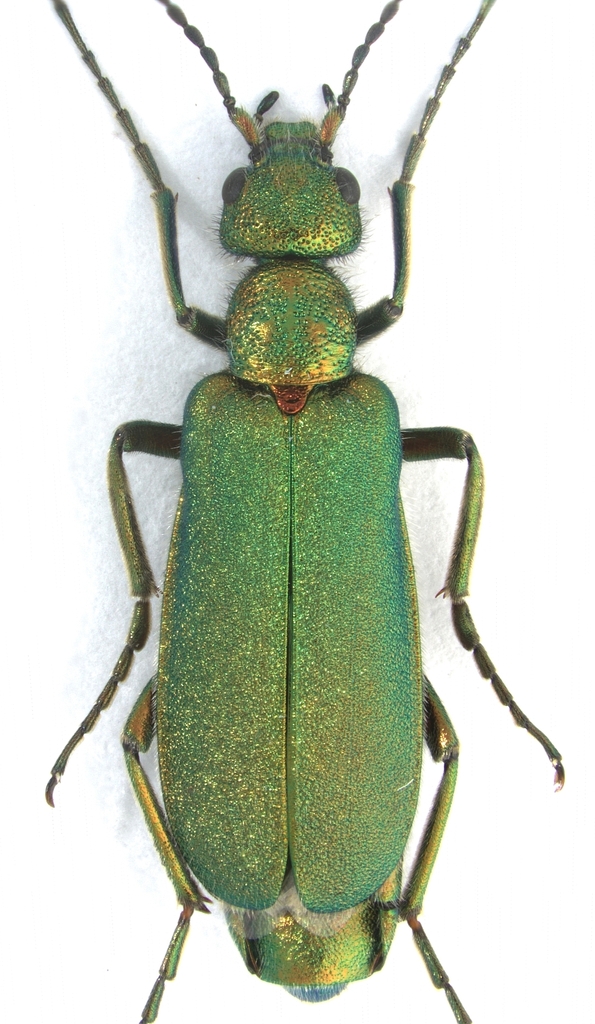 Alosimus albovillosus