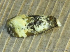 Phalonidia memoranda