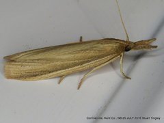 Peoria gematella