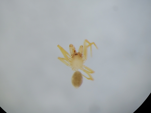 Speocera laureata