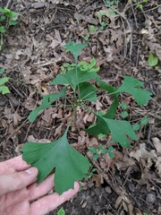 Ginkgo biloba