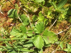 Rubus arcticus