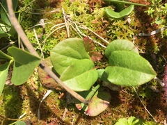 Pyrola asarifolia