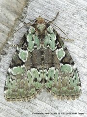 Leuconycta lepidula