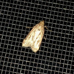 Loxostege cereralis