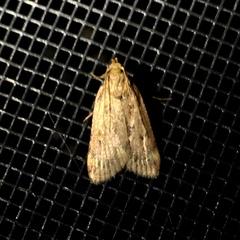 Loxostege cereralis