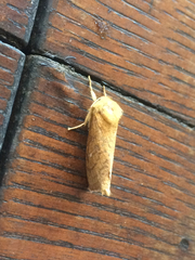 Pharmacis aemilianus