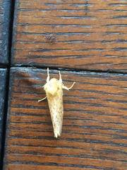 Pharmacis aemilianus