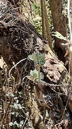Echeveria carminea