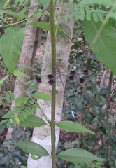 Orolestes octomaculatus