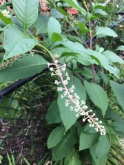 Phytolacca americana