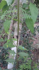 Orolestes octomaculatus