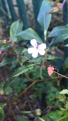 Geranium robertianum