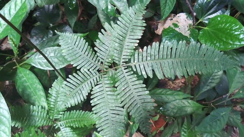 Pteris longipinnula observed 2025-03-05