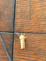 Pharmacis aemilianus