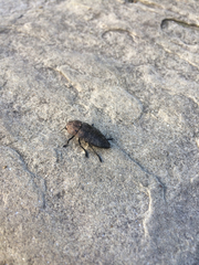 Capnodis tenebricosa