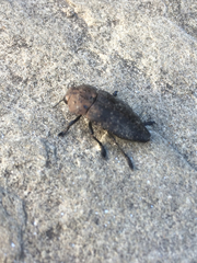 Capnodis tenebricosa