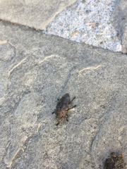 Capnodis tenebricosa