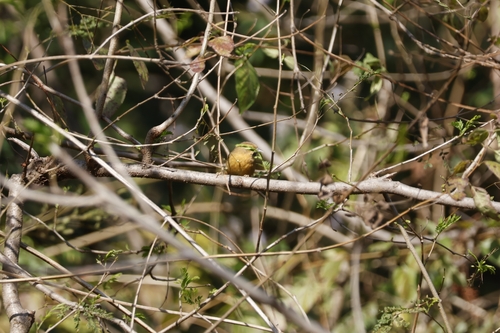 Black-chinned Babbler (Cyanoderma pyrrhops), photo 6