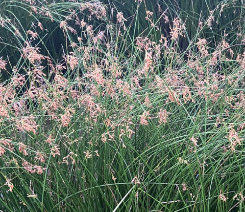 Schoenoplectus subulatus observed 2025-02-27