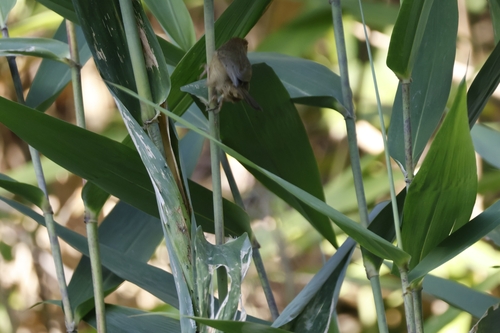 Black-chinned Babbler (Cyanoderma pyrrhops), photo 8