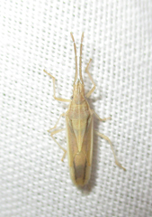 Mecidea prolixa