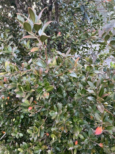 Foto de Buxinho
