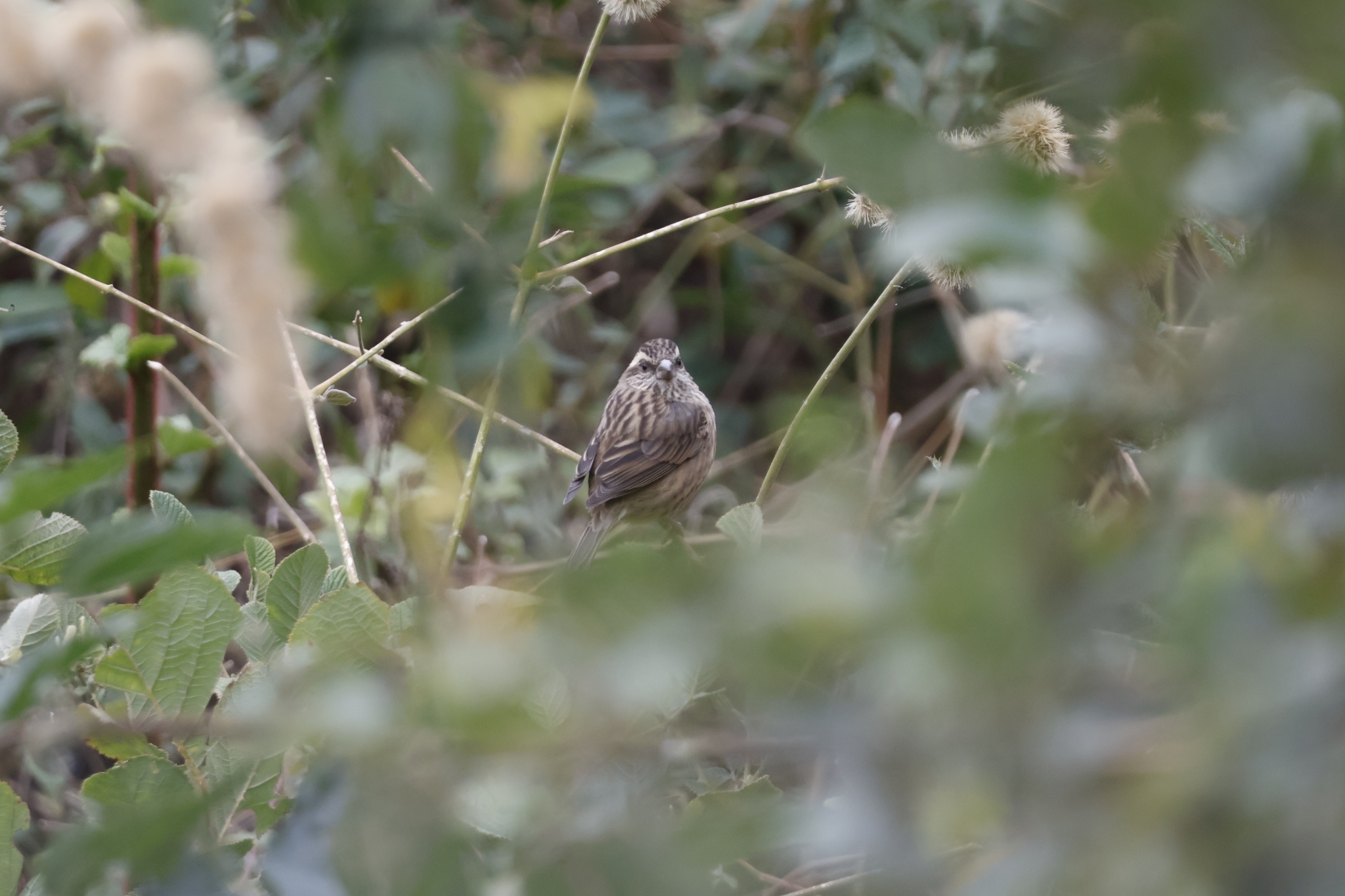 Pink-browed Rosefinch (Carpodacus rodochroa), photo 3