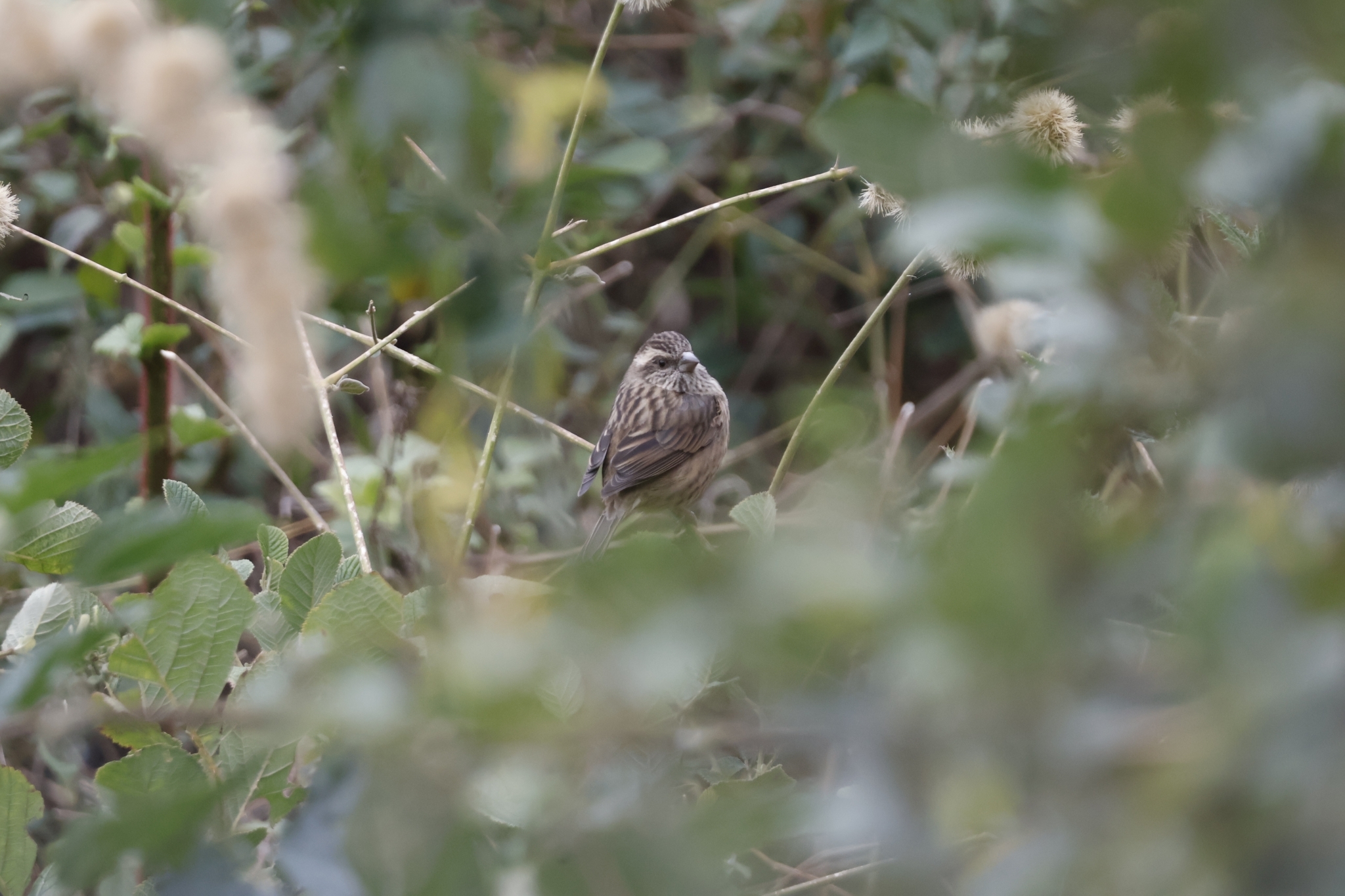 Pink-browed Rosefinch (Carpodacus rodochroa), photo 4