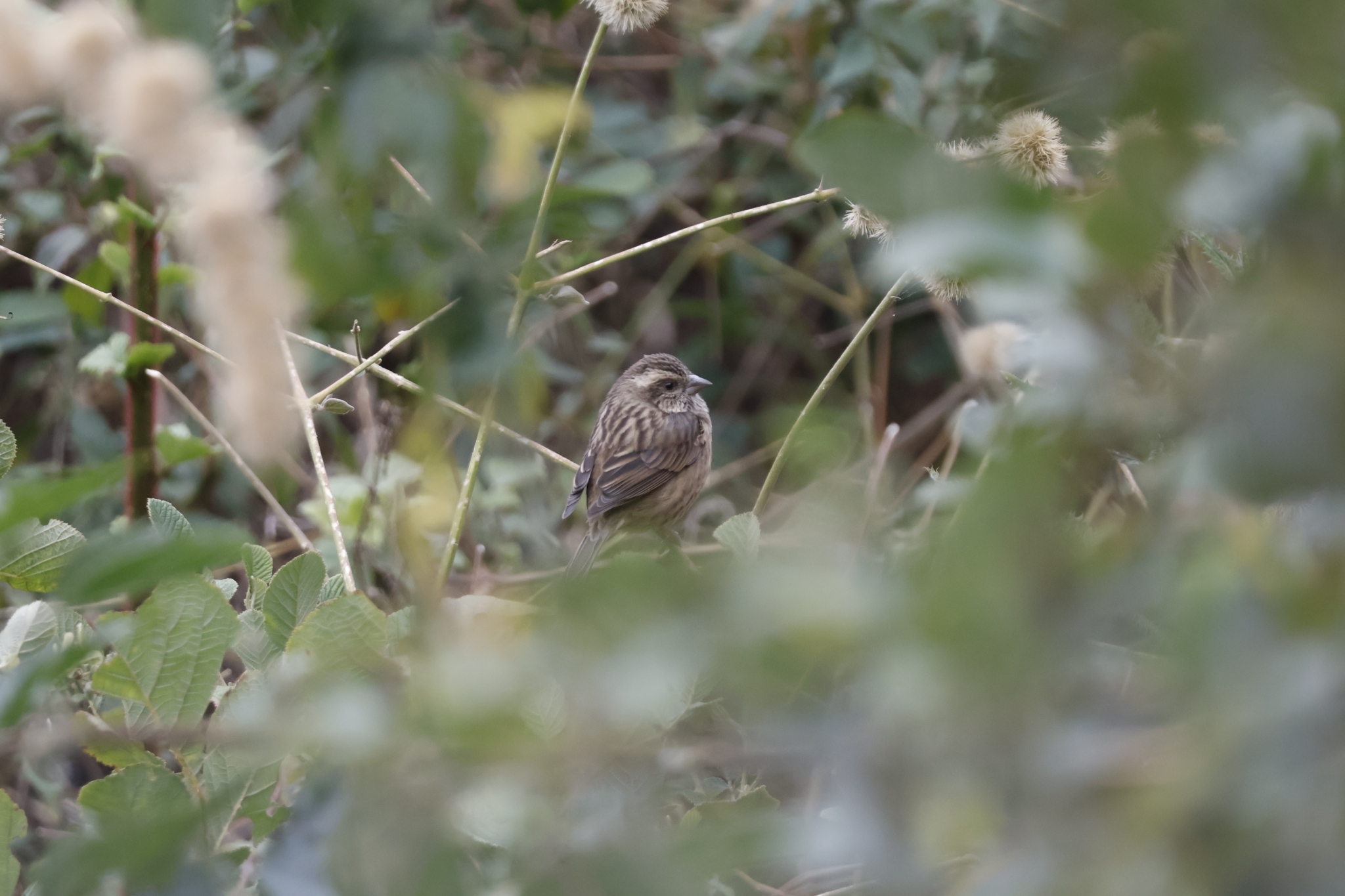Pink-browed Rosefinch (Carpodacus rodochroa), photo 9