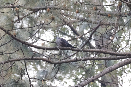 Speckled Wood Pigeon (Columba hodgsonii)