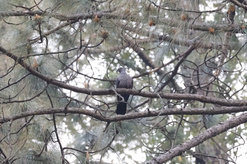 Speckled Wood Pigeon (Columba hodgsonii), photo 2