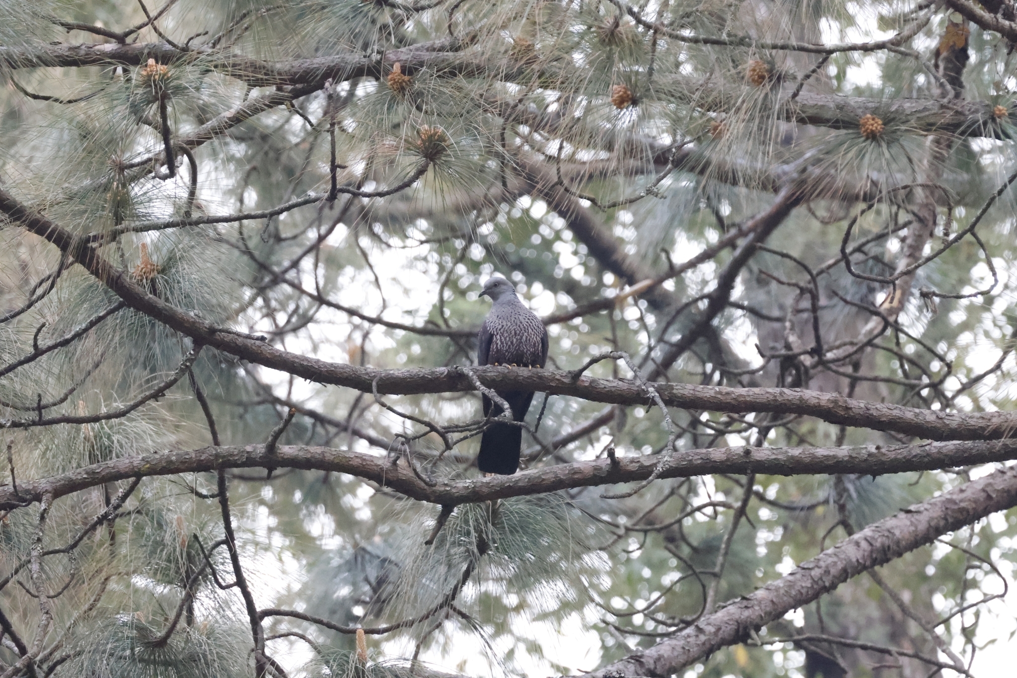 Speckled Wood Pigeon (Columba hodgsonii), photo 2