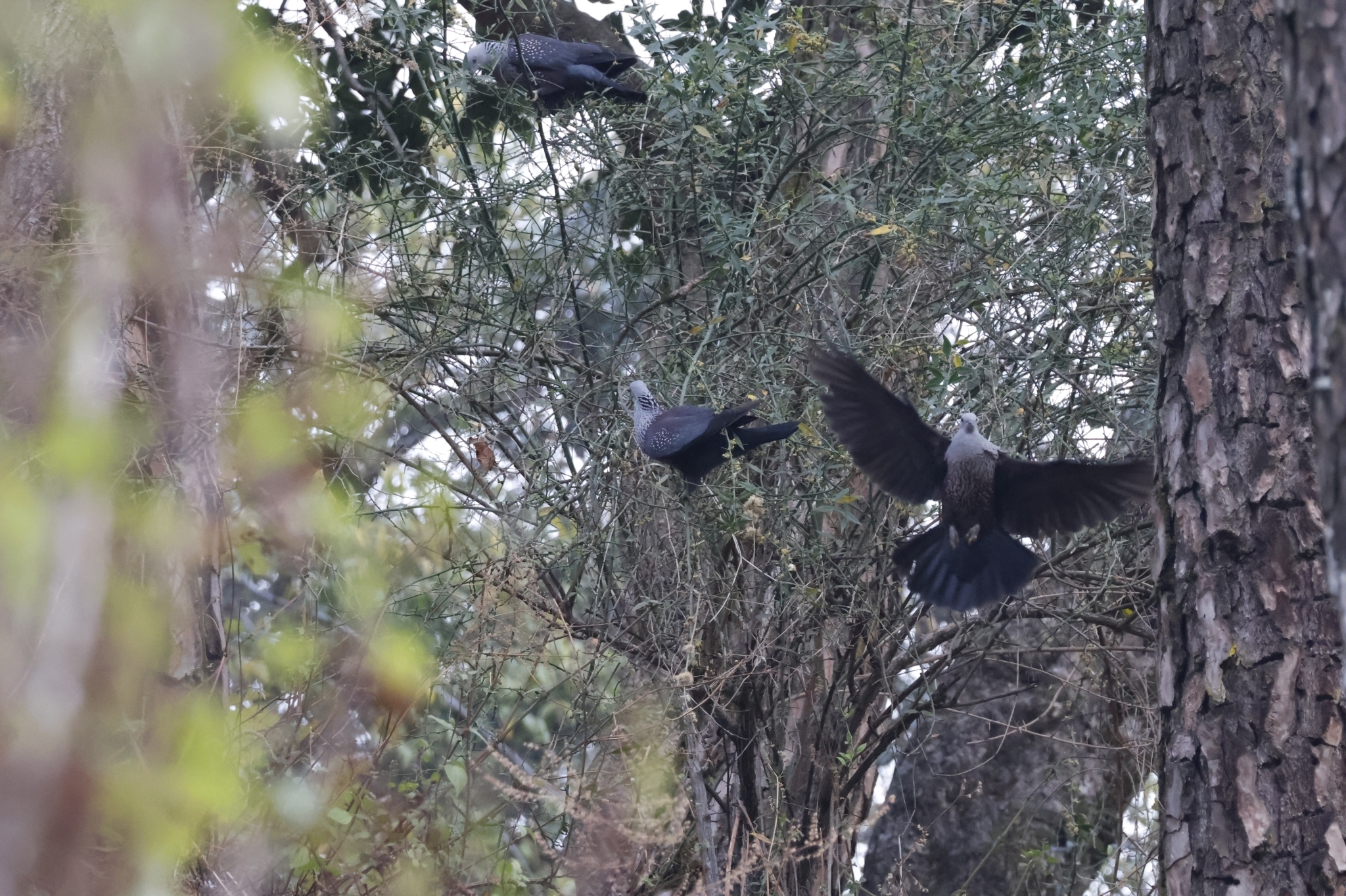 Speckled Wood Pigeon (Columba hodgsonii), photo 3