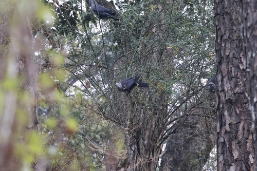 Speckled Wood Pigeon (Columba hodgsonii), photo 10