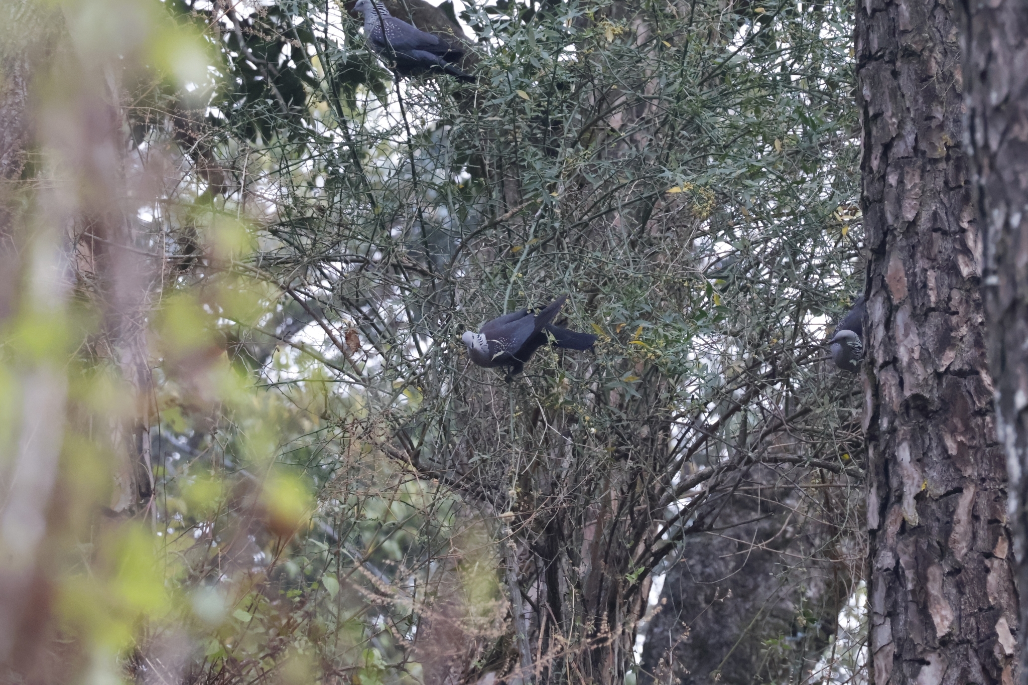 Speckled Wood Pigeon (Columba hodgsonii), photo 4