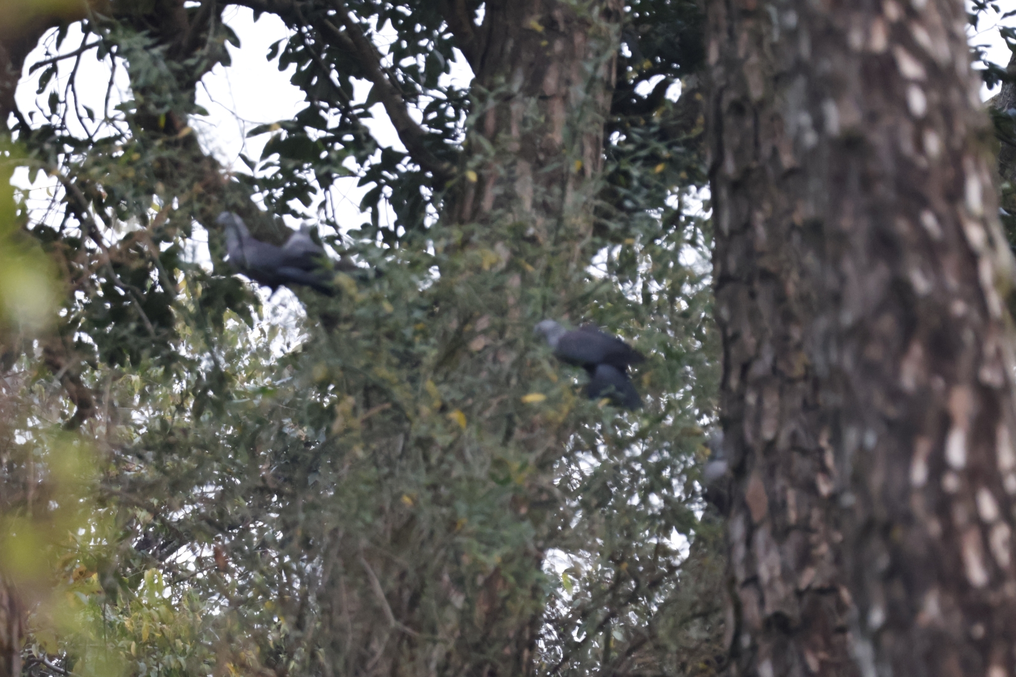 Speckled Wood Pigeon (Columba hodgsonii), photo 5